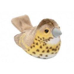 Grive musicienne (avec son)