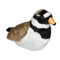 Pluvier petit-gravelot (avec son)