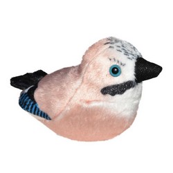 Geai des chênes (avec son)