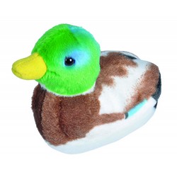 Canard colvert (avec son)