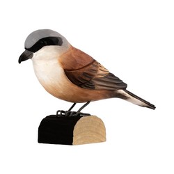 Pie-grièche écorcheur (bois)