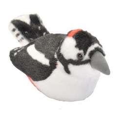 Pic épeiche (avec son)