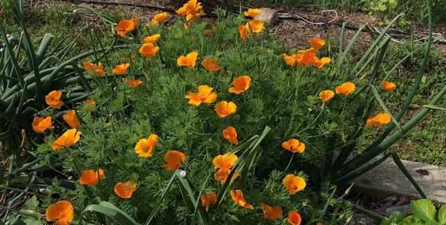 Pavot de Californie (Eschscholtzia californica)