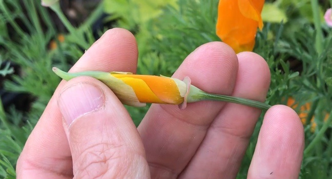 Pavot de Californie (Eschscholtzia californica)