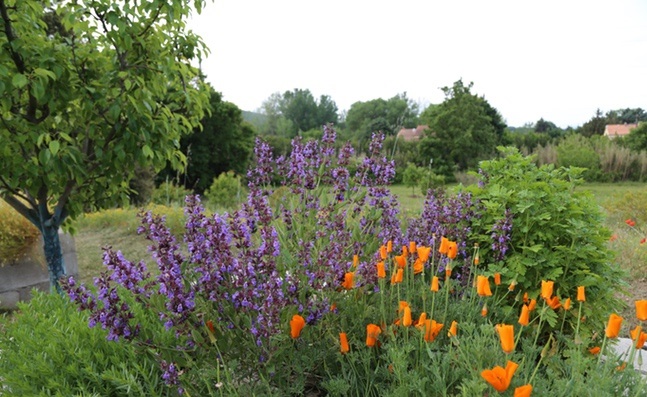 Pavot de Californie (Eschscholtzia californica)