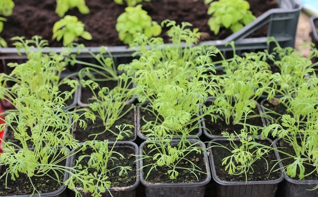 Pavot de Californie (Eschscholtzia californica)