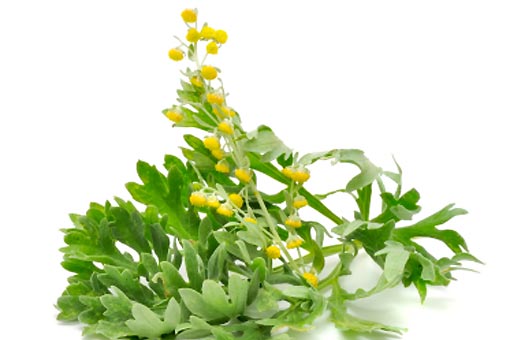 Actée à grappes noires