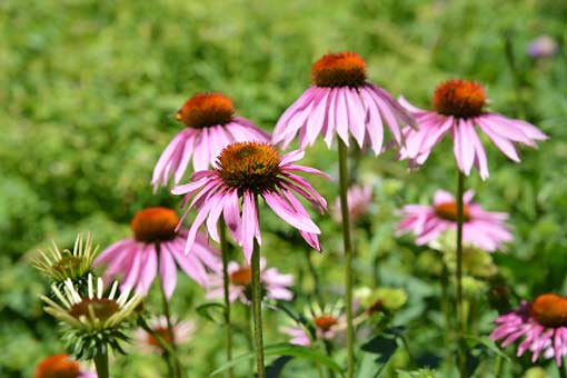 Échinacées