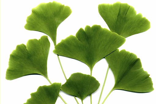 Ginkgo