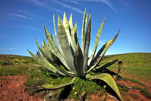 Aloès (Aloe vera)