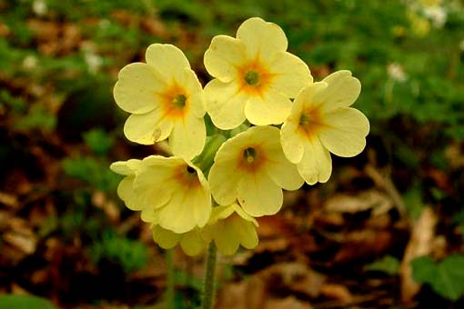 Primevère officinale