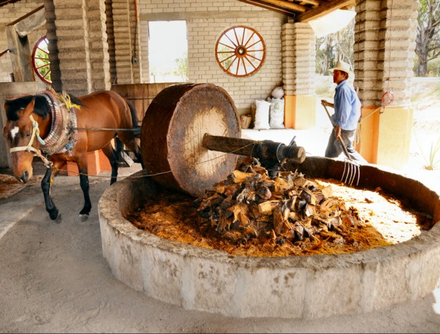 Production de mezcal au Mexique